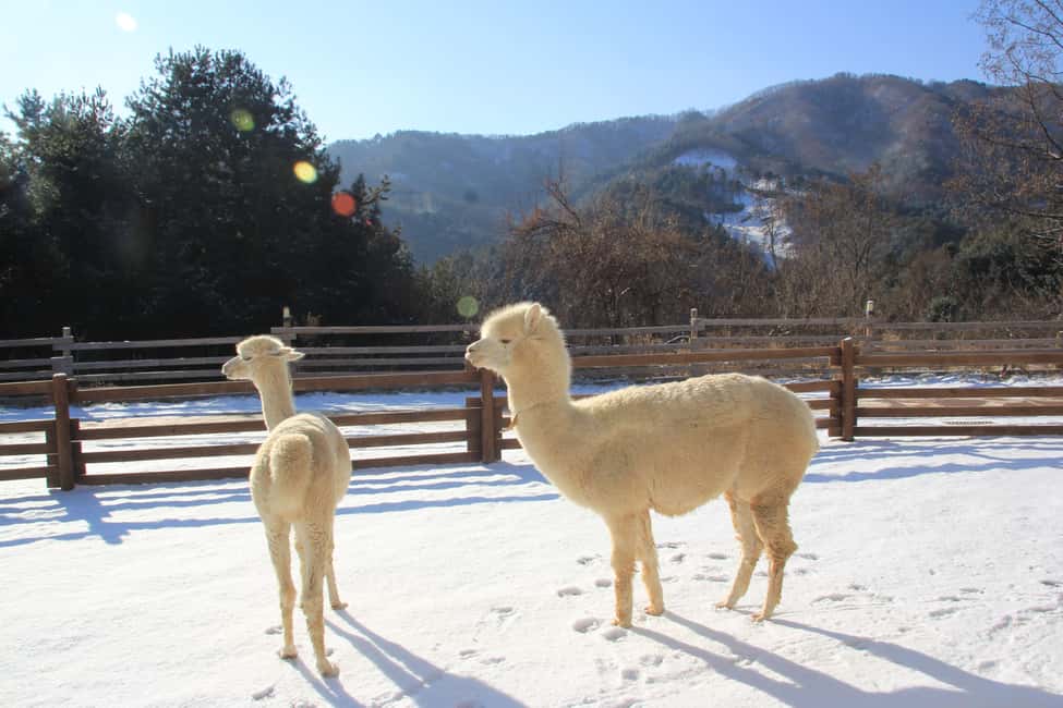 Seoul: Eobi Ice Valley, Alpaca World, Nami Island and More - Entering Eobi Ice Valley: icicle photos without the scramble