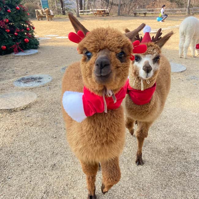 Seoul: Eobi Ice Valley, Alpaca World, Nami Island and More - Coach logistics that actually matter on a 14-hour winter day