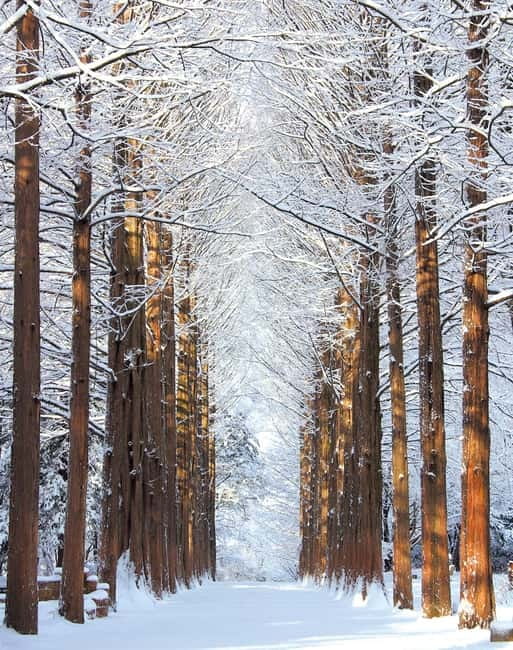 Seoul: Eobi Valley(Winter), Strawberry, Nami Island and Bike - A Strawberry-to-Winter-Ice Day Trip from Seoul