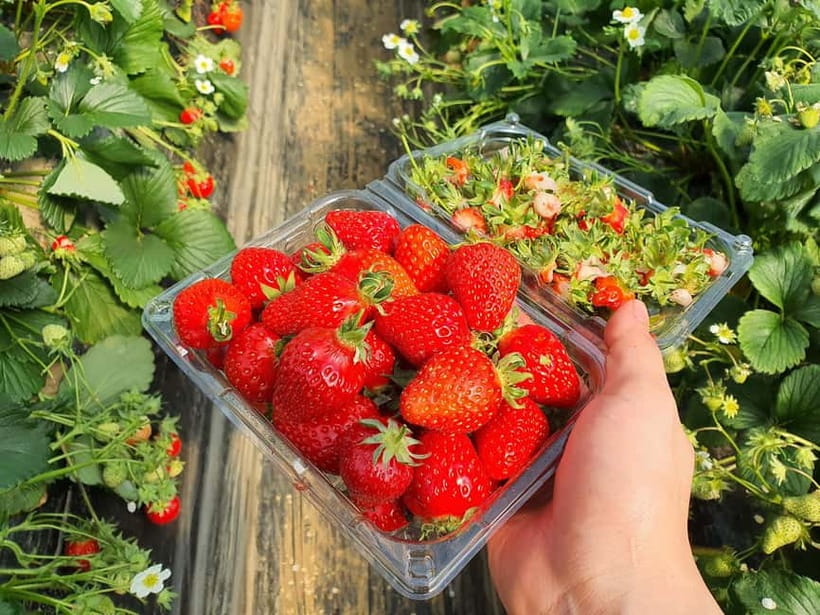 Seoul: Eobi Valley(Winter), Strawberry, Nami Island and Bike - Nami Island on Foot or Bike: K-Drama Scenery with Real-Time Roaming