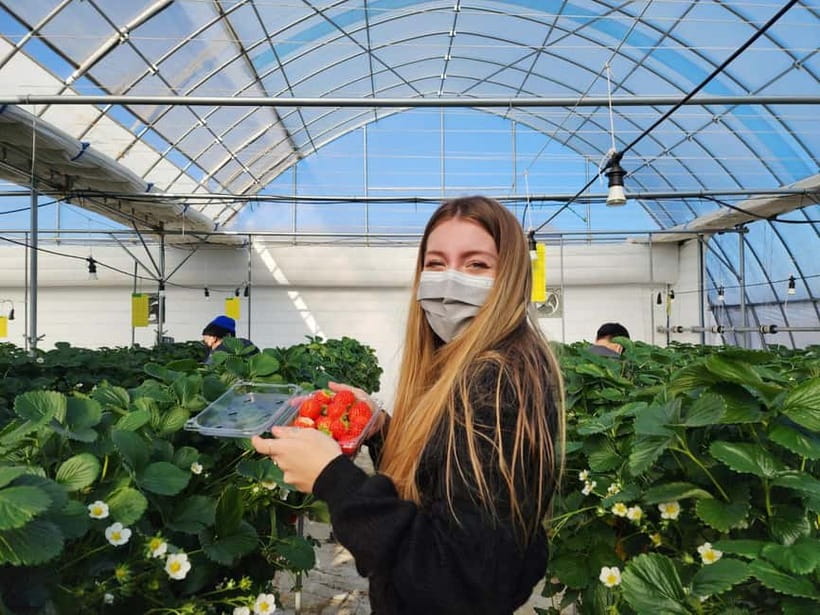 Seoul: Eobi Valley(Winter), Strawberry, Nami Island and Bike - Price and Logistics: Is $88 Good Value for This 13-Hour Mix?