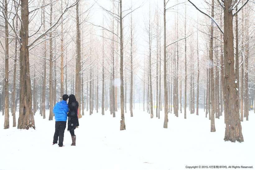 Seoul: Full-Day Winter Trip Ski Resort, Ice Valley, Namiseom - Nami Island: the tree-lined walk you’ll actually have time for