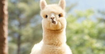 Seoul: Gangwon-do Day Trip with Alpaca World & Nami Island - Nami Island: where the trees steal the show