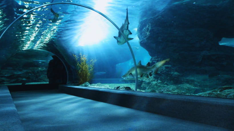 Seoul: Lotte World Aquarium Ticket - Key Highlights You Should Know