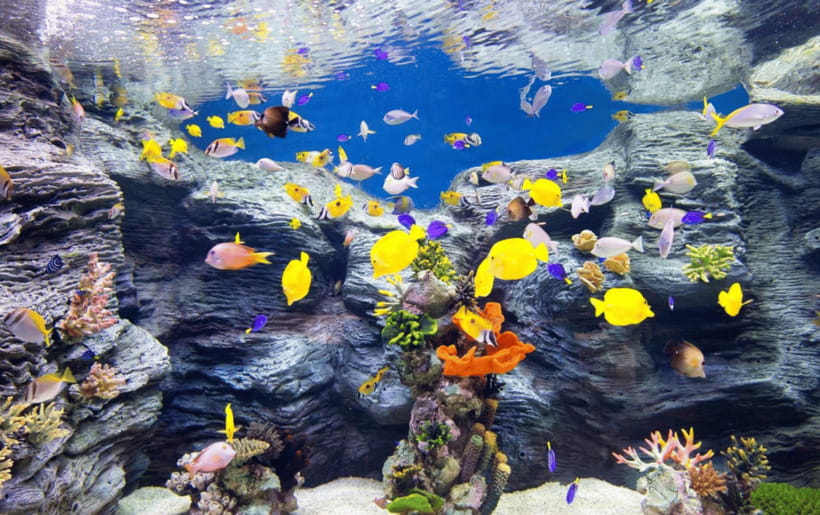 Seoul: Lotte World Aquarium Ticket - Lotte World Aquarium Ticket in Seoul: What You’re Actually Getting