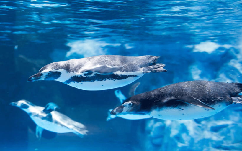 Seoul: Lotte World Aquarium Ticket - Getting In Smoothly: e-Ticket, Exchange Booth, and What to Bring