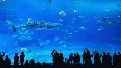 Seoul: Lotte World Aquarium Ticket - Price and Value: Is $26 Worth It?