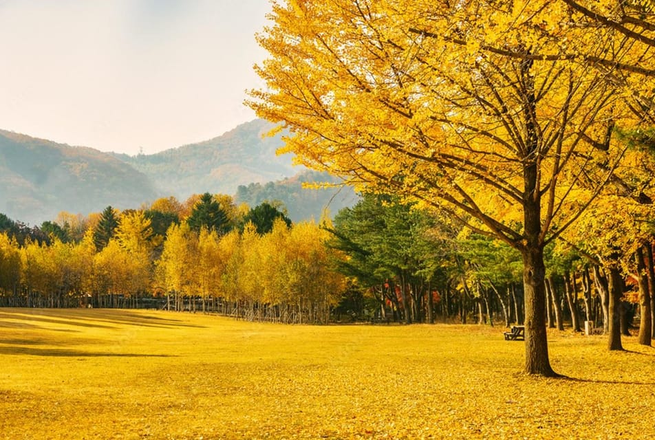 Seoul: Mt. Seorak & Nami Island & Eobi Ice Valley Day Tour - Nami Island: tree-lined walks with built-in time to wander