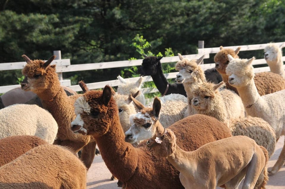 Seoul: Mt. Seorak & Nami Island & Eobi Ice Valley Day Tour - Price and value: what $93 is buying you