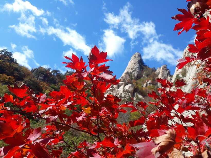 Seoul: Mt.Seorak, Nami Island, No Shopping(+RailBike Option) - Who This Tour Suits Best (And Who Should Skip It)