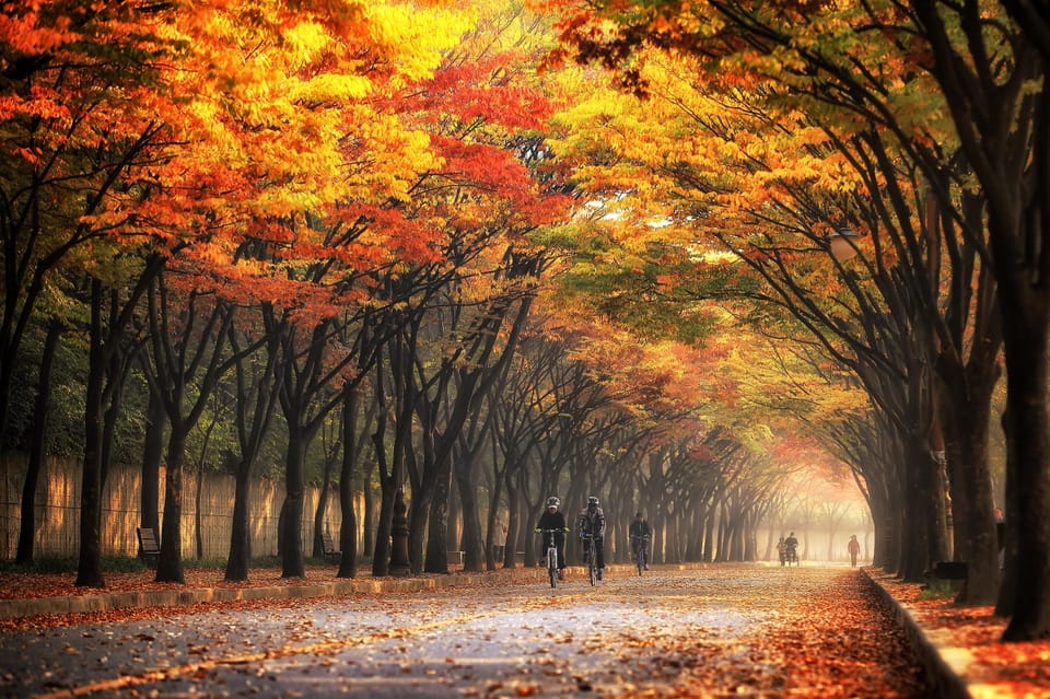 Seoul: Naejangsan National Park Autumn Foliage One Day Tour - Reaching Naejangsa Temple and seeing why it draws crowds