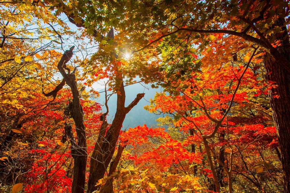 Seoul: Naejangsan National Park Autumn Foliage One Day Tour - Free time for photos and lunch: how to make the most of it