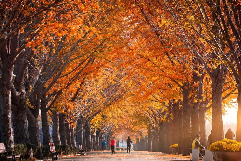 Seoul: Naejangsan National Park Autumn Foliage One Day Tour - Who this Naejangsan one-day tour suits best