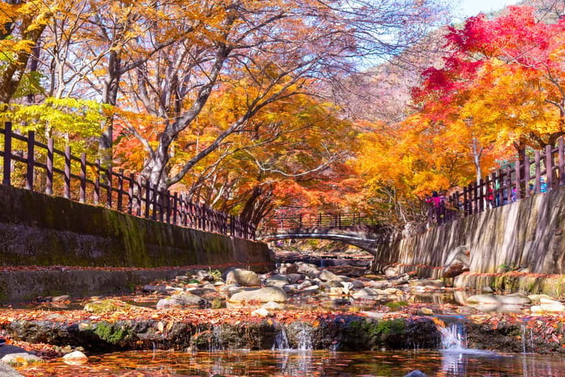Seoul: Naejangsan National Park Autumn Foliage One Day Tour - Should you book this one-day Naejangsan foliage tour?