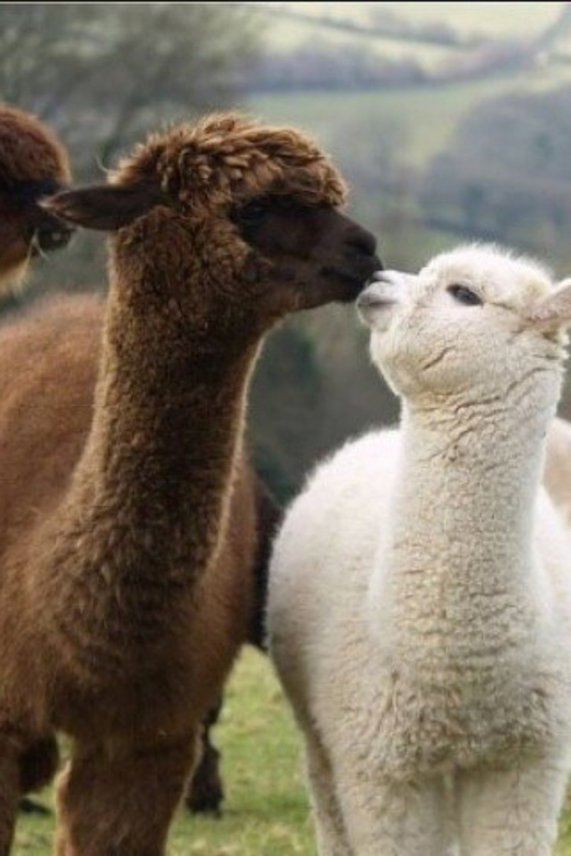 Seoul: Nami and K-Garden with Optional Alpaca Winter Tour - How the 10-hour route works from Seoul