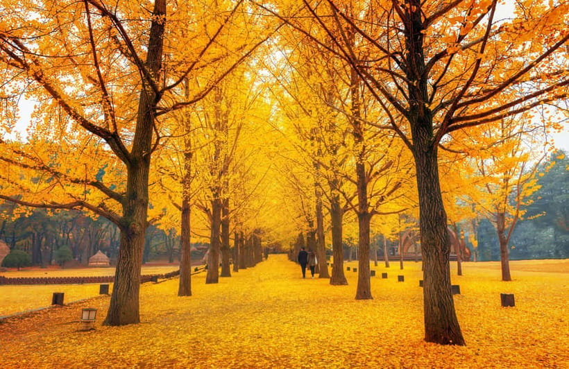 Seoul: Nami Island and Garden of Morning Calm opt Railbike - How the Guides Make (or Break) the Day