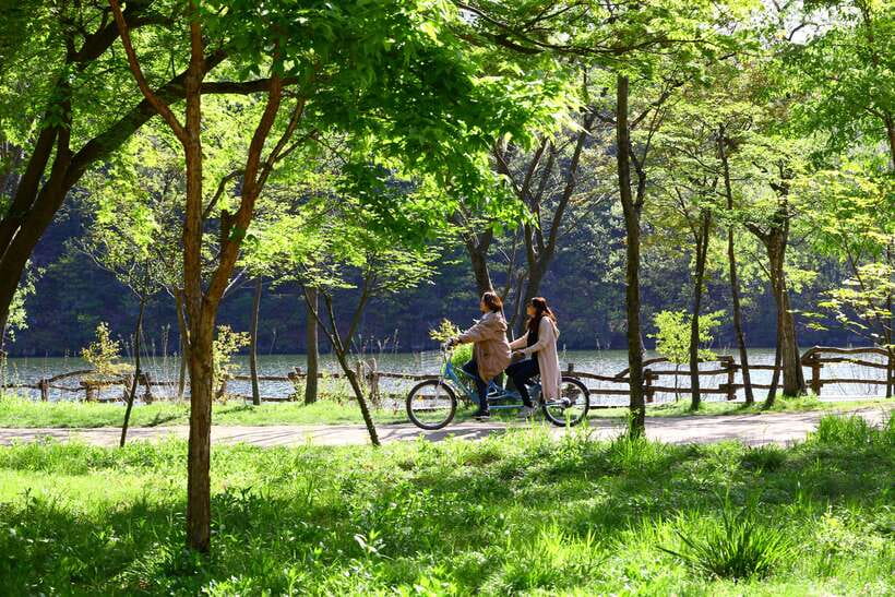 Seoul: Nami Island & Petite France Tour with Railbike Option - Key highlights worth planning around