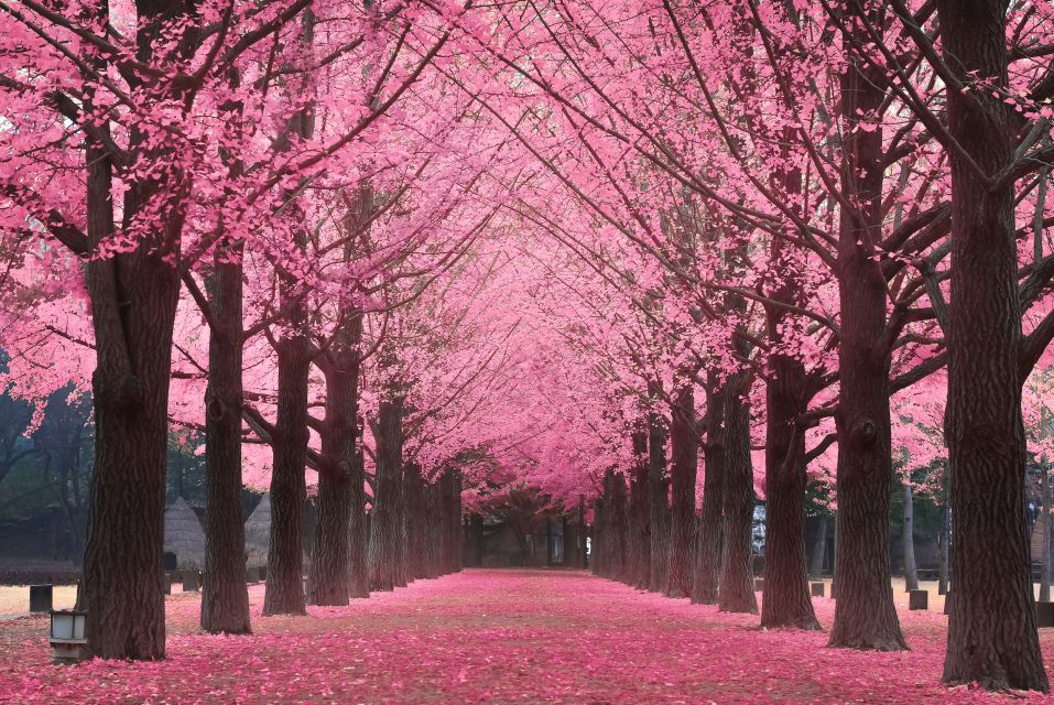 Seoul: Private Customizable Tour to Nami Island and More - Who This Tour Fits Best