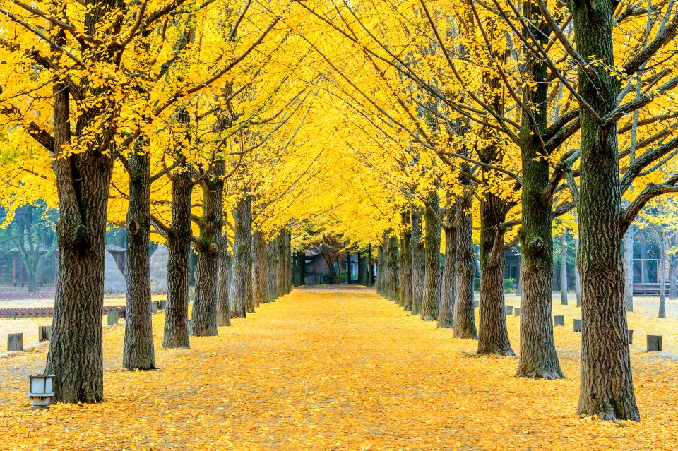 Seoul: Private Customizable Tour to Nami Island and More - Price and Value: Is $470 per Group Actually Fair?