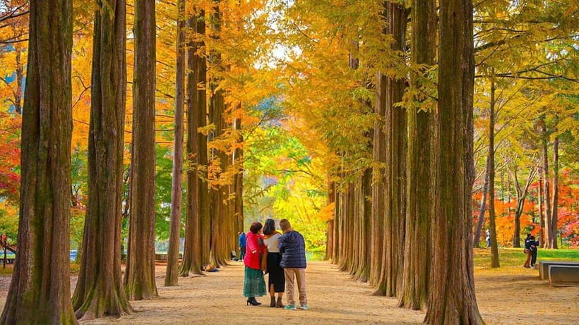 Seoul: Private Tour to Nami Island, Garden, Petite France - Key things to know before you go