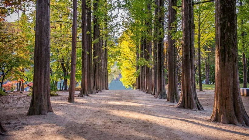 Seoul: Private Tour to Nami Island, Garden, Petite France - Why this Nami + Petite France + Morning Calm day works