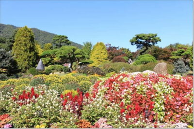 Seoul: Private Tour to Nami Island, Garden, Petite France - Nami Island: ferry arrival, riverside paths, and filming-fame views