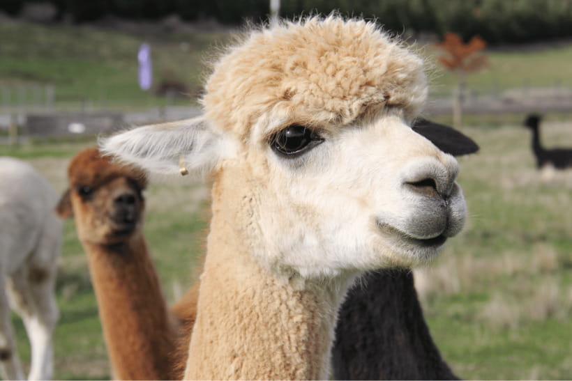 Seoul: Samaksan Cable Car & Nami with Alpaca World/Railbike - Should you book Samaksan Cable Car + Nami with Alpaca World or Railbike?