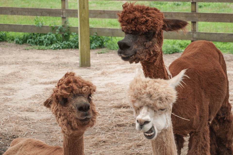 Seoul: SnowyLand in Vivaldi Park with Nami or Alpaca - Should you book SnowyLand in Vivaldi Park with Nami or Alpaca?