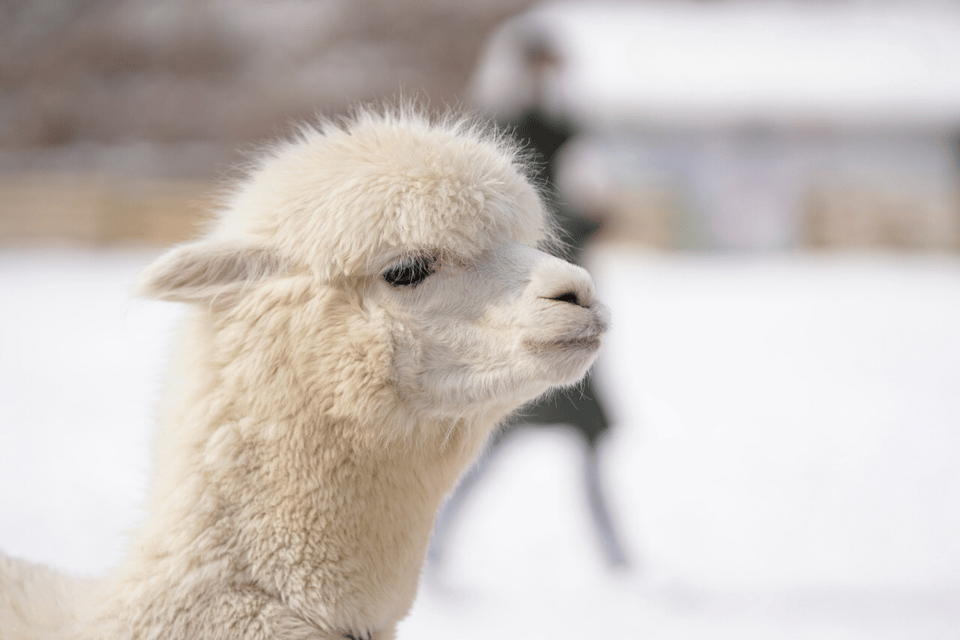 Seoul: SnowyLand in Vivaldi Park with Nami or Alpaca - SnowyLand sledding and snow playground: what it feels like when it’s working