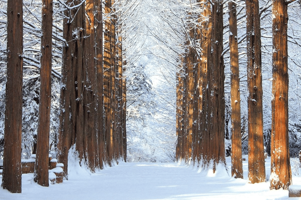 Seoul: SnowyLand in Vivaldi Park with Nami or Alpaca - Alpaca World: fluffy downtime that actually works with kids