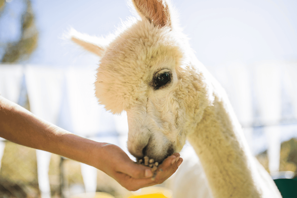 Seoul: SnowyLand in Vivaldi Park with Nami or Alpaca - Who should book this snowy Seoul day trip (and who should skip it)