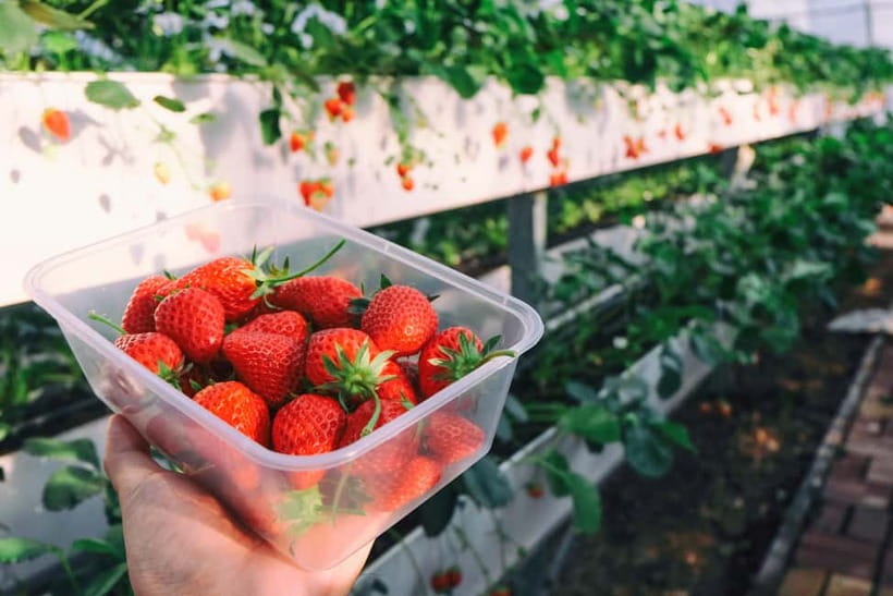Seoul: Strawberry Picking & Eobi Ice Valley & Nami Island - Key things to know before you go