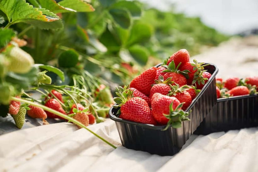 Seoul: Strawberry Picking & Eobi Ice Valley & Nami Island - The value check: is $74 a good deal for this much moving?