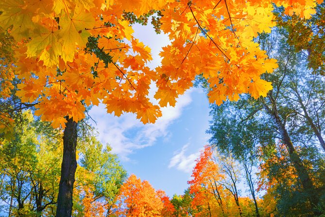Seoul to/from Nami Island: Round trip Shuttle Bus Service - Why This Nami Island Shuttle From Seoul Is a Smart Choice