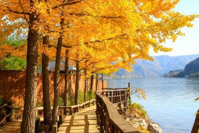 Seoul to/from Nami Island: Round trip Shuttle Bus Service - Pickup Points in Seoul: Hongik Univ., Myeongdong Area, and Dongdaemun