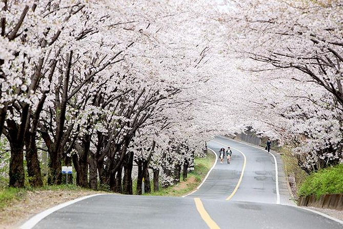 Small Group 7D Korea package Tour with Seoul Gyeongju Busan Jeju - Why this 7-day Seoul to Jeju to DMZ route works
