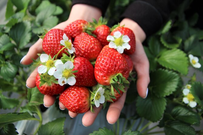 Strawberry Picking, Winter Sled with Eobi Ice Valley from Seoul - Strawberry farm hour: what you’ll actually do