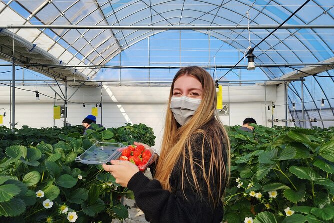 Strawberry Picking, Winter Sled with Eobi Ice Valley from Seoul - Price and value: how $79.05 stacks up for a full winter day
