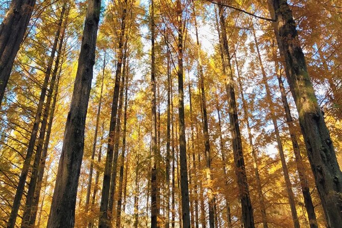 Suwon Hwaseong Fortress & Jangtaesan Full-Day Tour: Autumn Leaves - Suwon Hwaseong Fortress: UNESCO views with room to roam