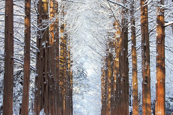 Vivaldi Park Winter Ski Resort with Nami Island Tour from Seoul - Nami Island in Winter: Walking Time, Snack Stops, and Drama-Related Magic