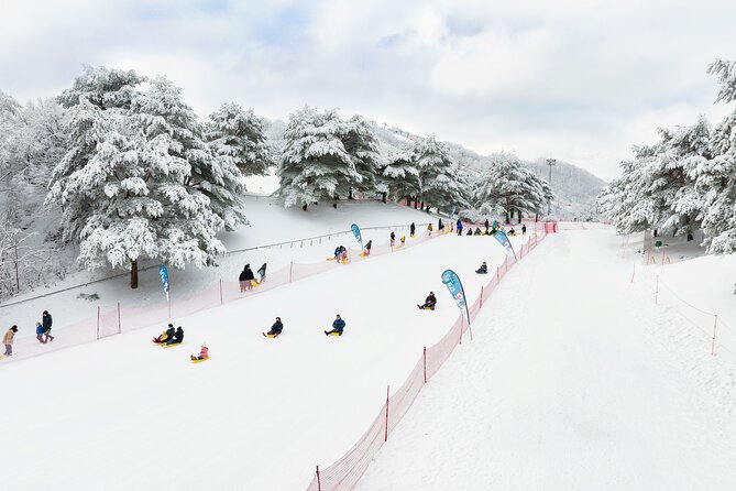 Vivaldi Park Winter Ski Resort with Nami Island Tour from Seoul - Who Should Book This Vivaldi + Nami Tour (and Who Might Not)